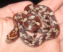 Baby female Cool Pattern Normal