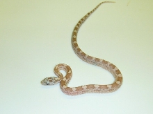 pastel motley