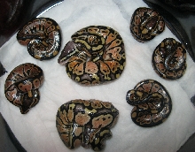 7 dinker babies