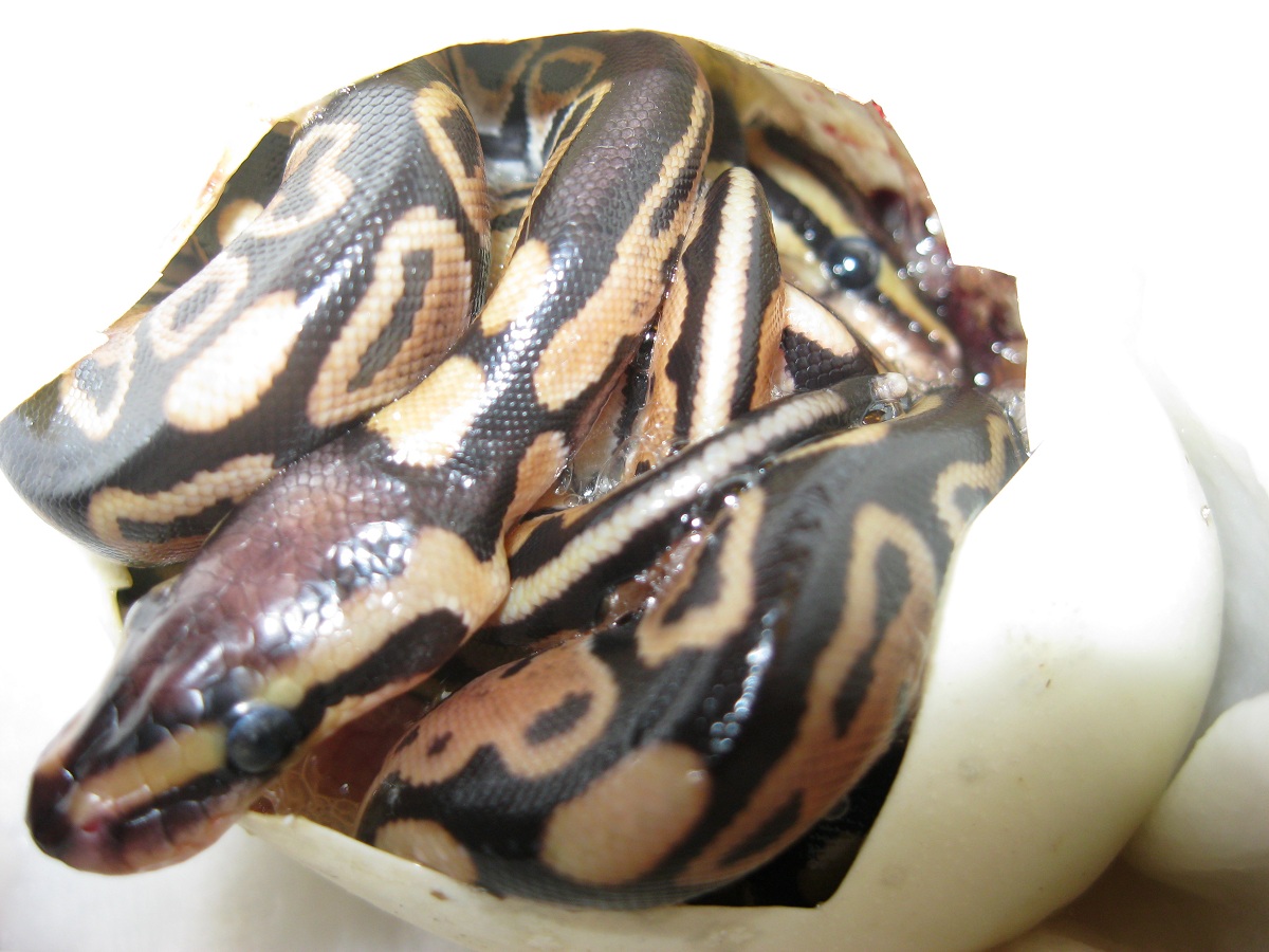 Triplets in Egg 091411