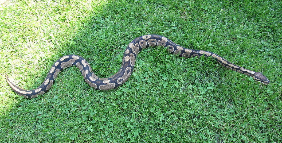 Het Caramel male