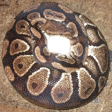 Esme with Eggs