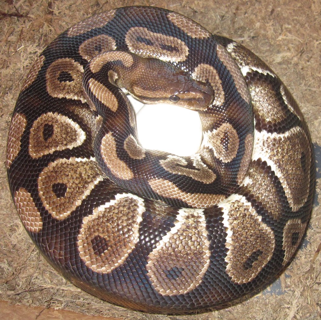 Esme with Eggs
