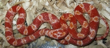 Fire 01-09-11