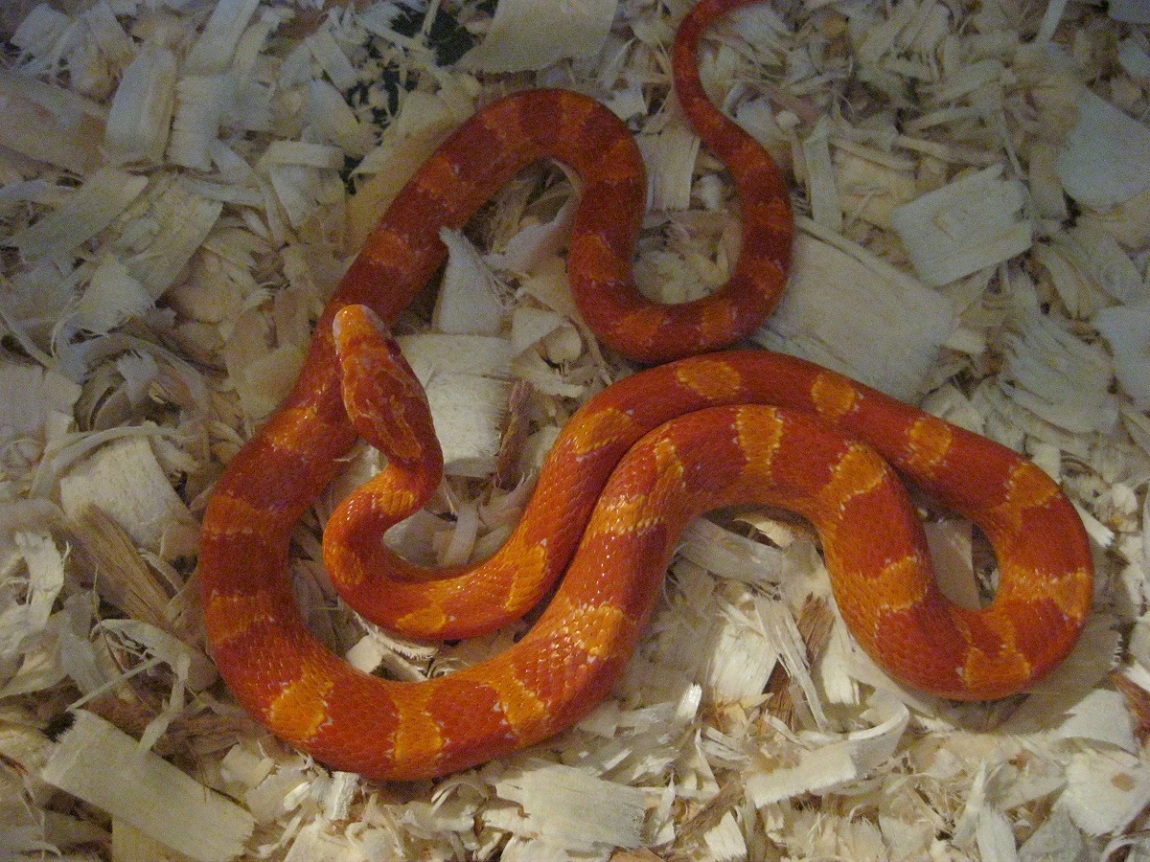 Fire Female 081111