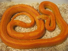 "Ginny" Amel Motley Female 06-08-11