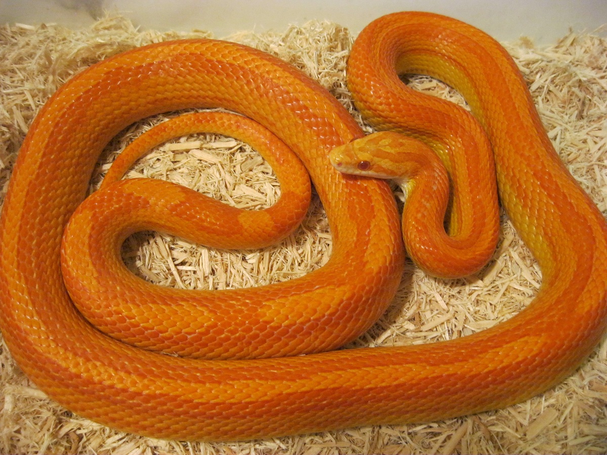 "Ginny" Amel Motley Female 06-08-11