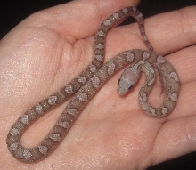 Mystery Corn after shed