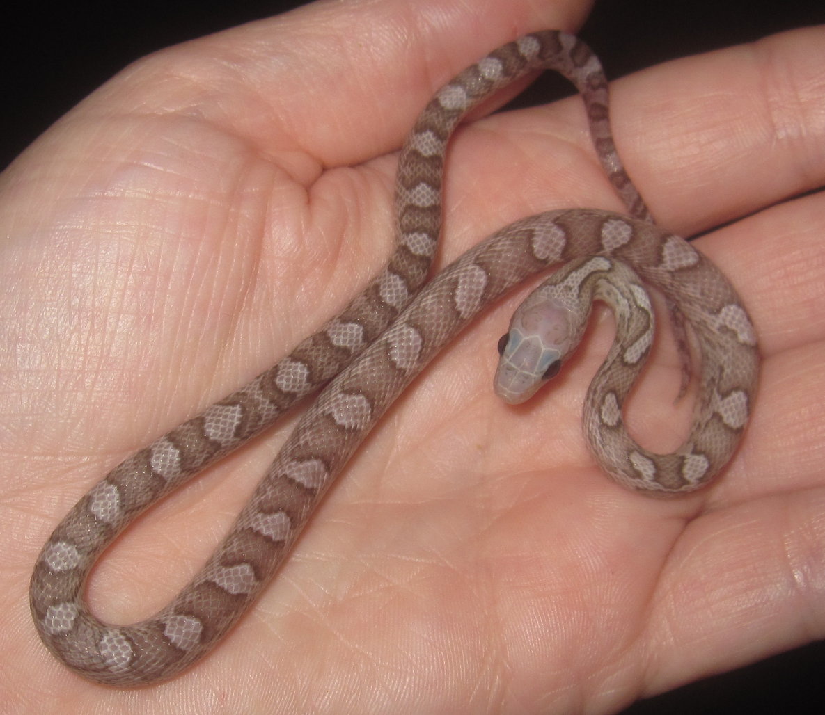 Mystery Corn after shed