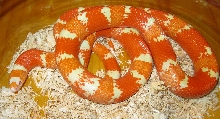 Hypo Albino Tangerine Honduran 091111