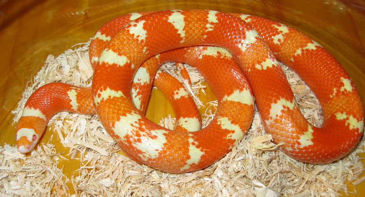 Hypo Albino Tangerine Honduran 091111