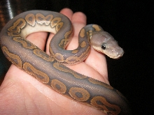 Hypo Cinnamon 090611a