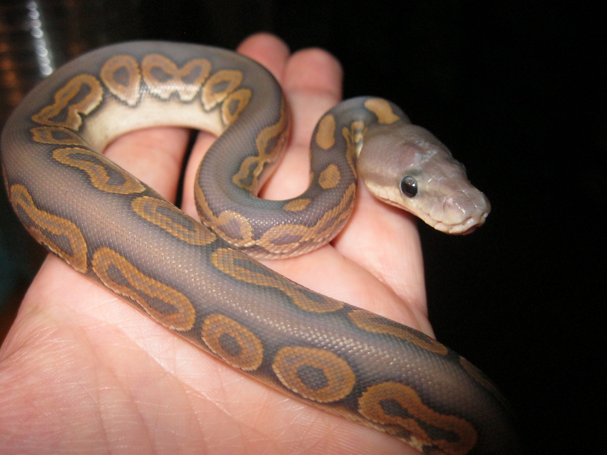 Hypo Cinnamon 090611a