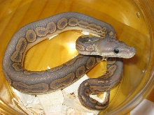 Hypo Cinnamon 090611b