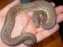 Hypo Cinnamon 090611c