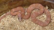 Hypo Plasma
