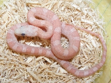 Hypo Plasma