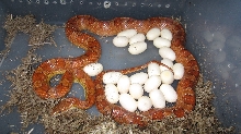 Juliet with her eggs