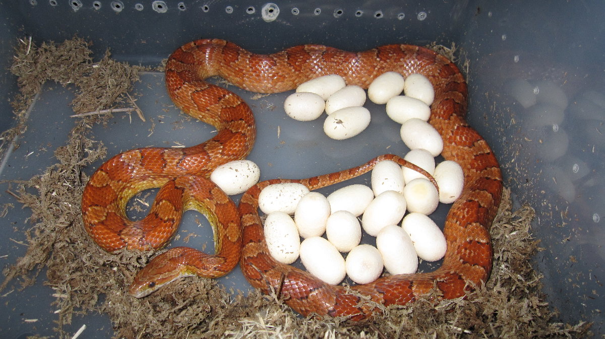 Juliet with her eggs