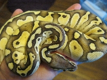 Pastel Lesser male