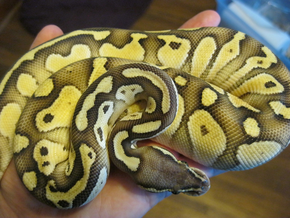 Pastel Lesser male