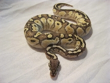 Pastel Lesser male 05-23-11