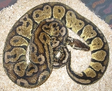 Jasper