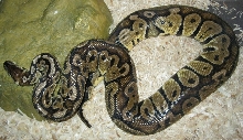 Jasper 12-17-10