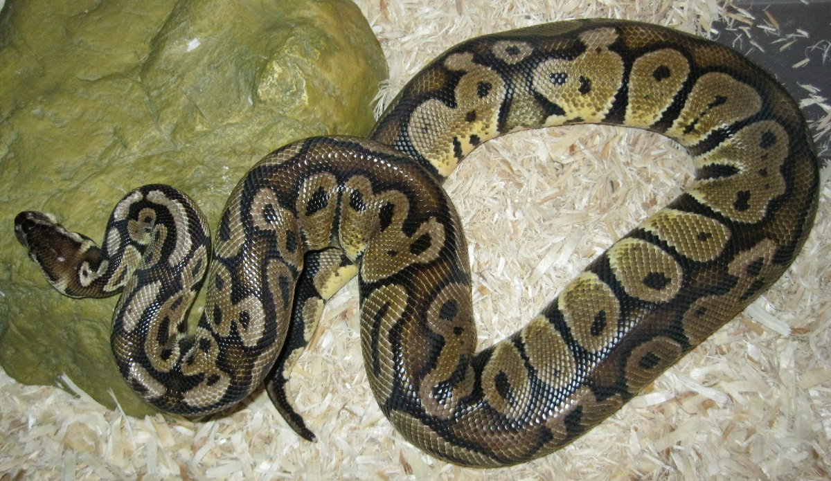 Jasper 12-17-10