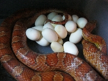 Juliet with Eggs 060711