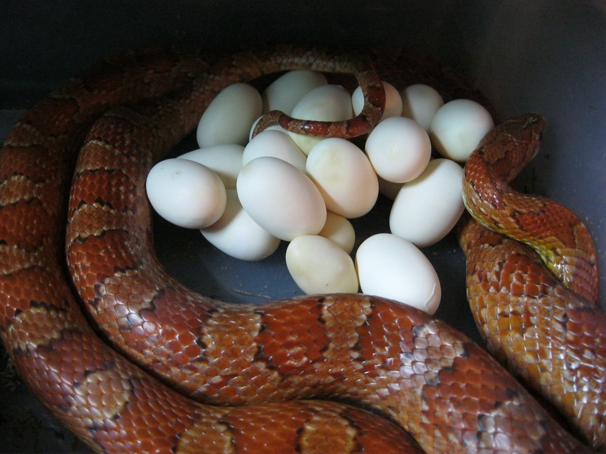 Juliet with Eggs 060711