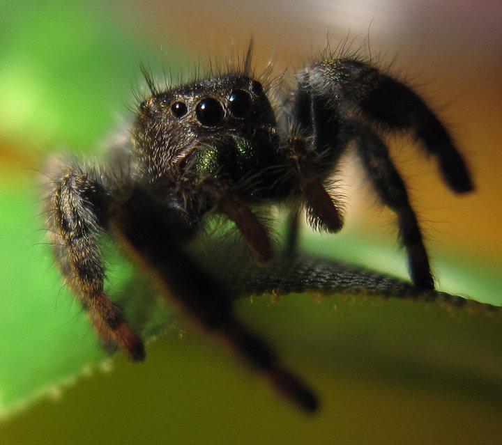 Jumping Spider