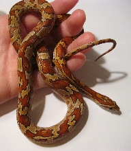 Keeper Normal 061911b