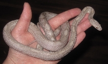 Lavender Motley female