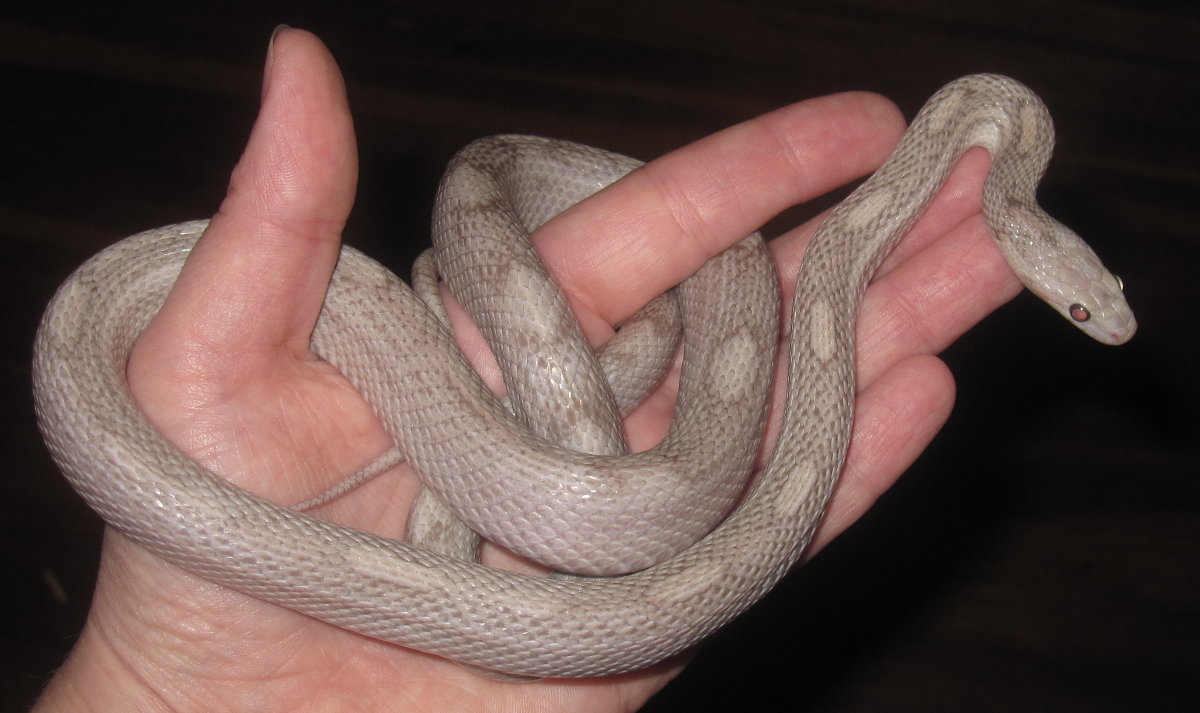 Lavender Motley female