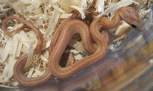 Pinstripe Motley Lavender male 060111