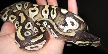 Mojave Ball Python