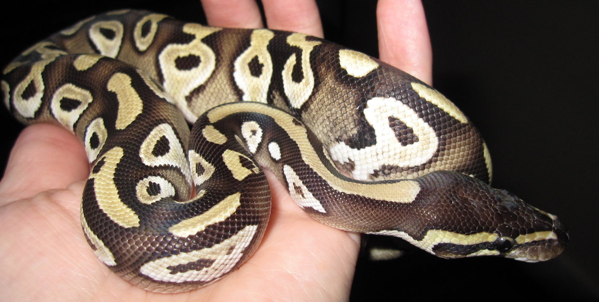 Mojave Ball Python