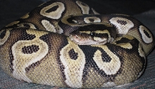 Mojave