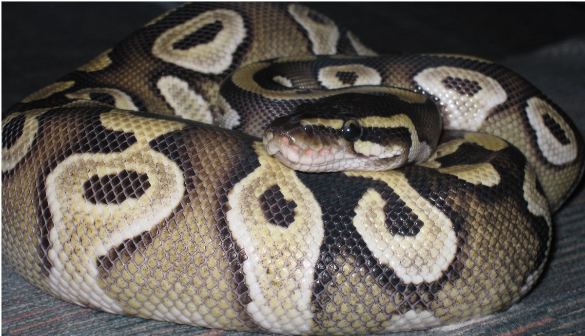 Mojave