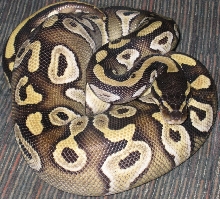 Mojave