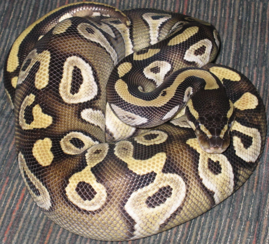 Mojave