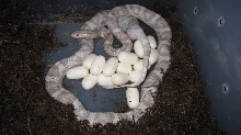 Lucy with her Eggs
