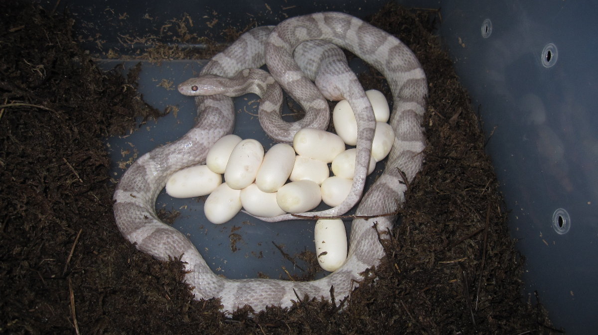 Lucy with her Eggs