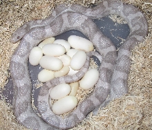 Lucy with her 2nd clutch