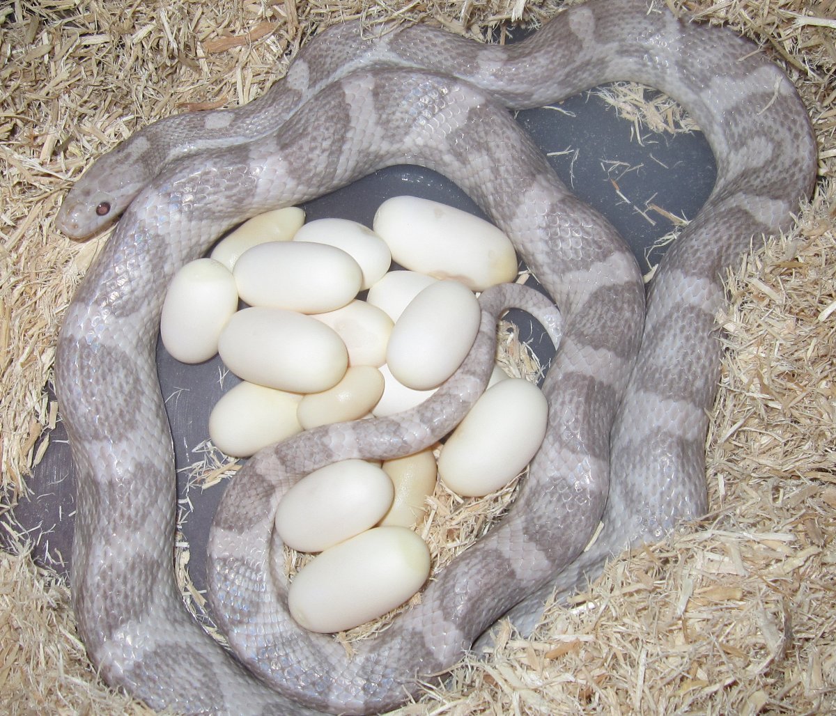 Lucy with her 2nd clutch