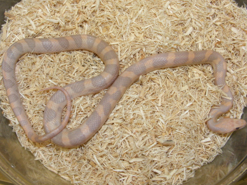 Yearling Hypo Plasma