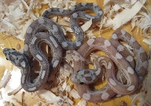 Motley Pair 071911