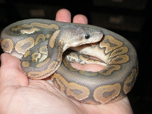 Hypo Cinny freshly shed 092211a