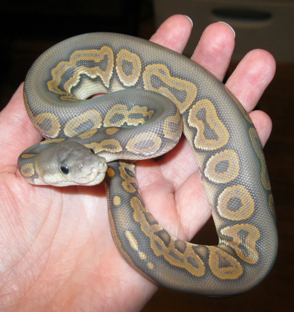 Hypo Cinny freshly shed 092211b